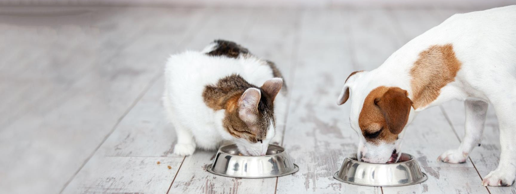 Dog Food