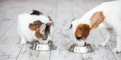 Dog and Cat Food
