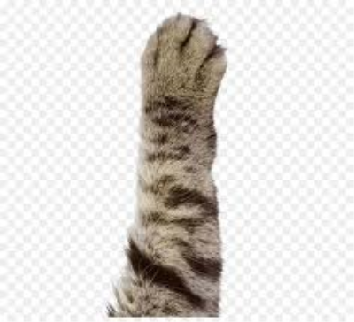 Cat foot