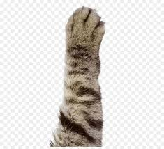 Cat foot