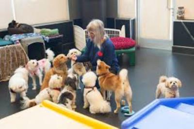 Day Care Small Dog