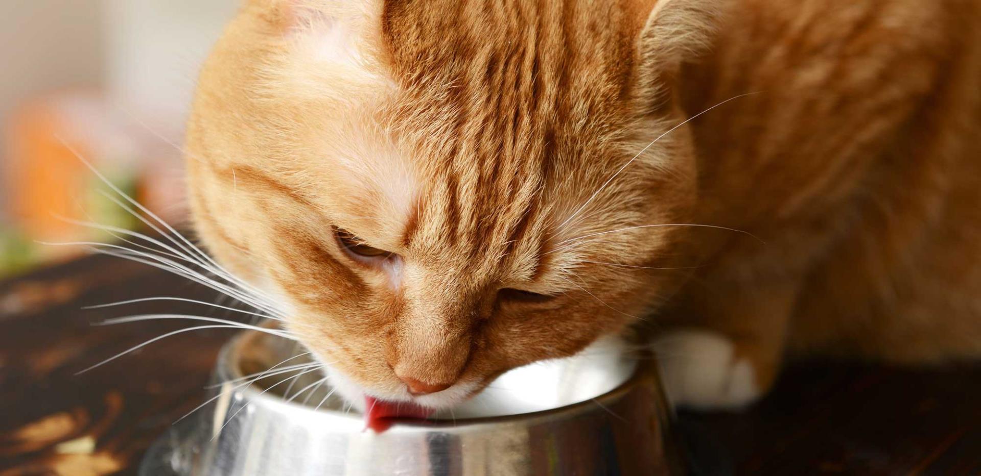 Cat Food